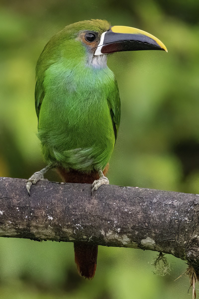 Southern Emerald-Toucanet (Gray-throated) - ML470140171