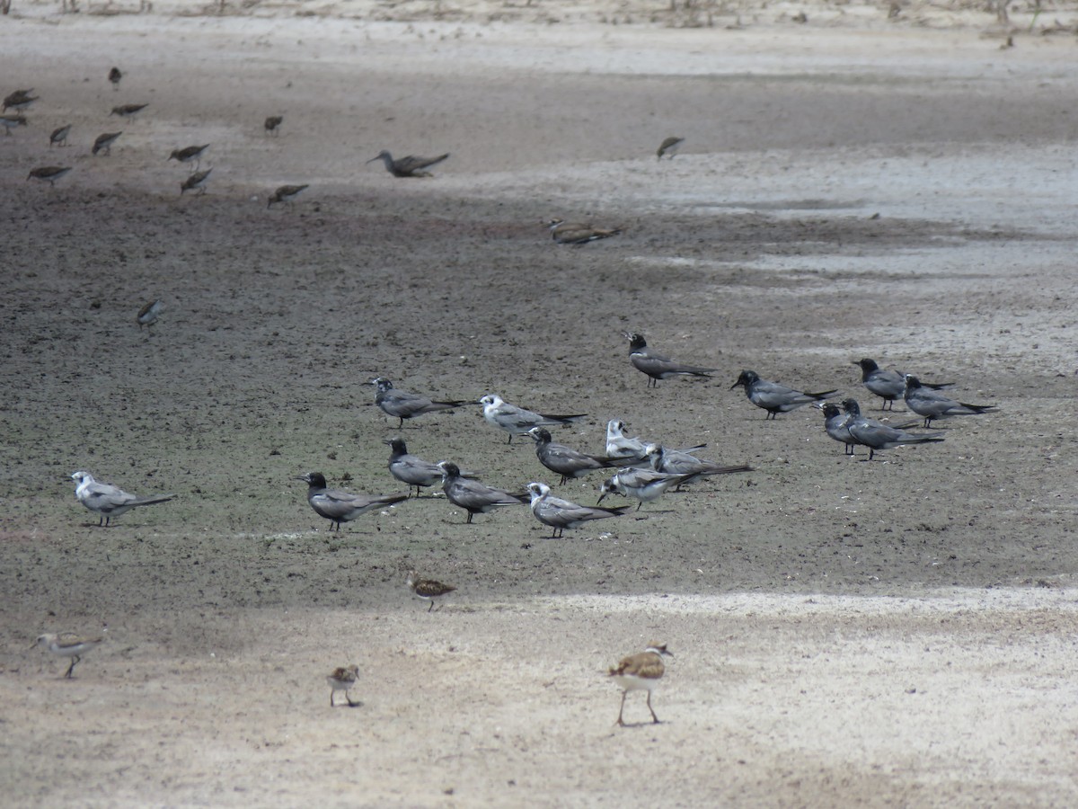 Black Tern - ML470143041