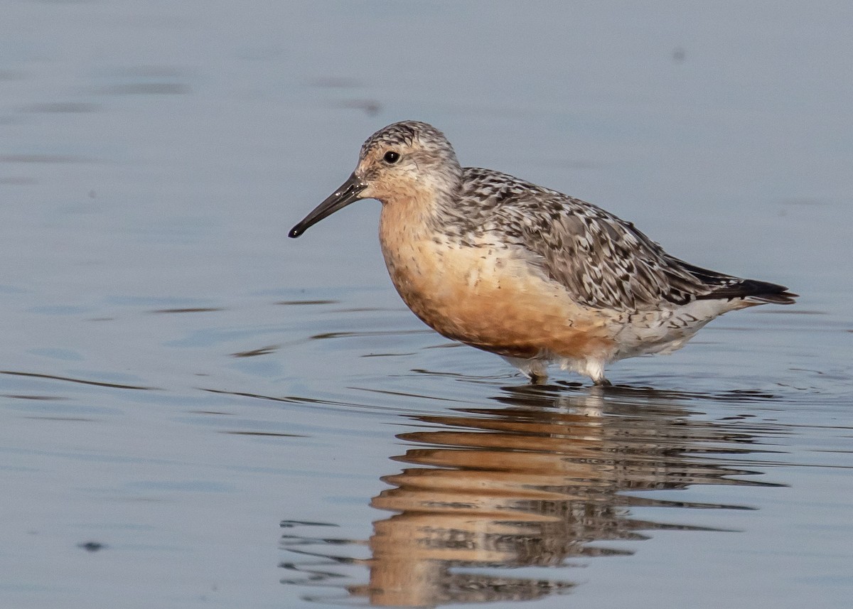 Red Knot - Ken Pride