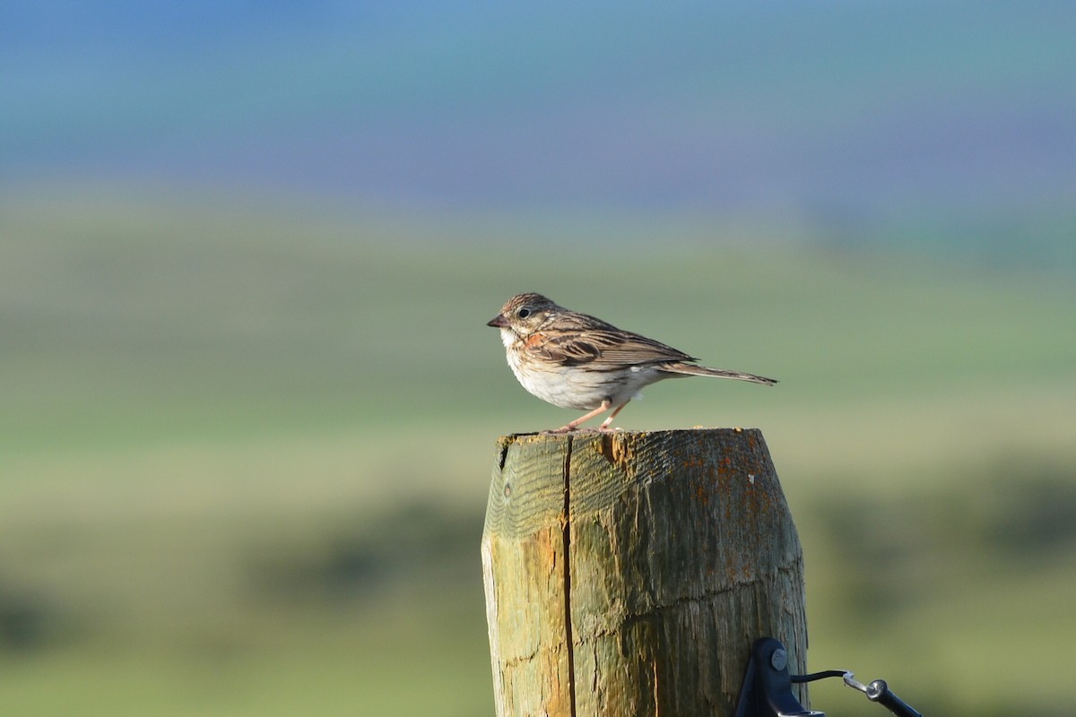 Vesper Sparrow - ML470145351