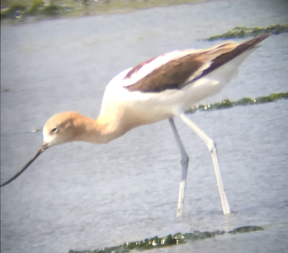 American Avocet - ML470145391