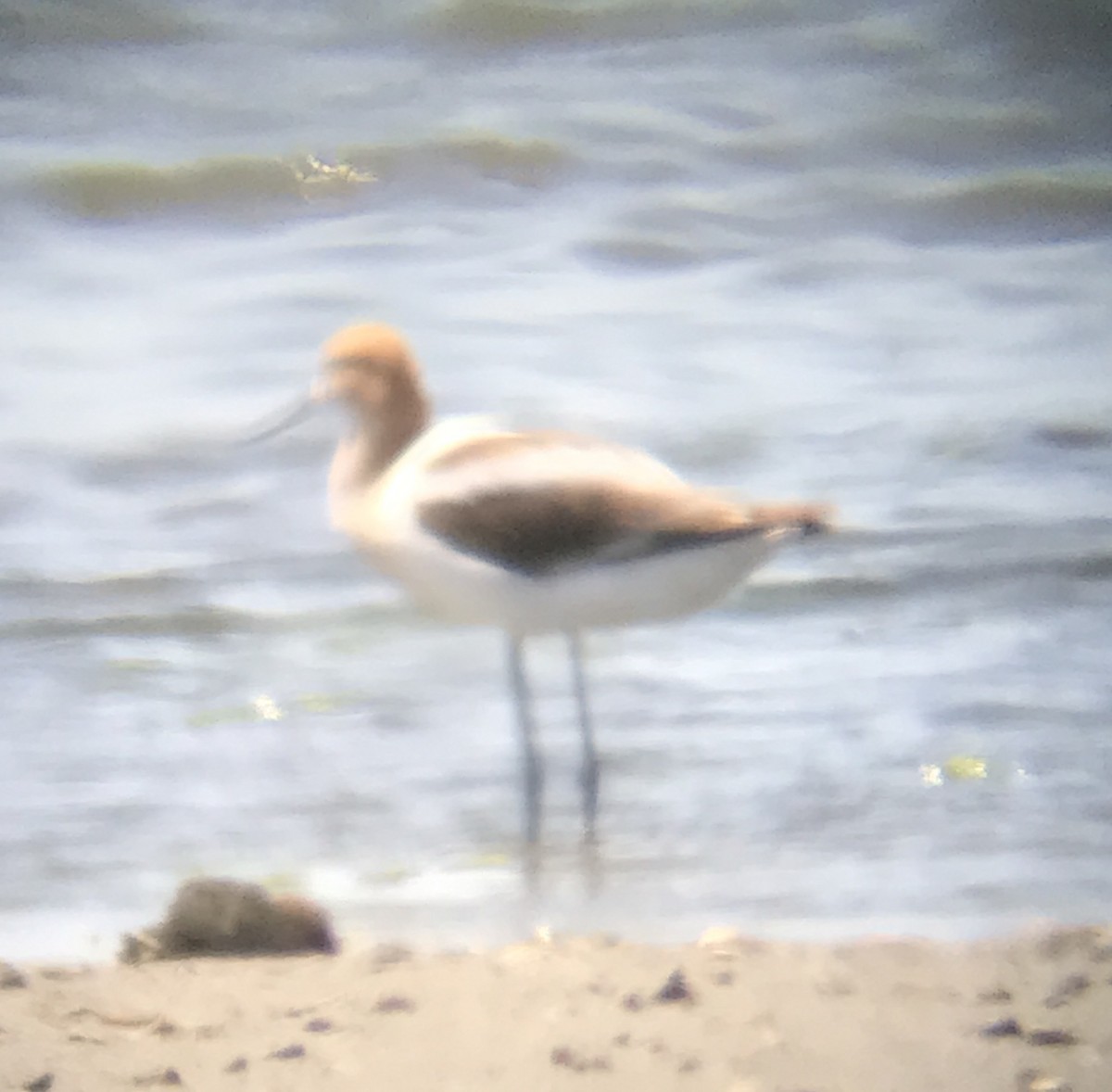 American Avocet - ML470145411