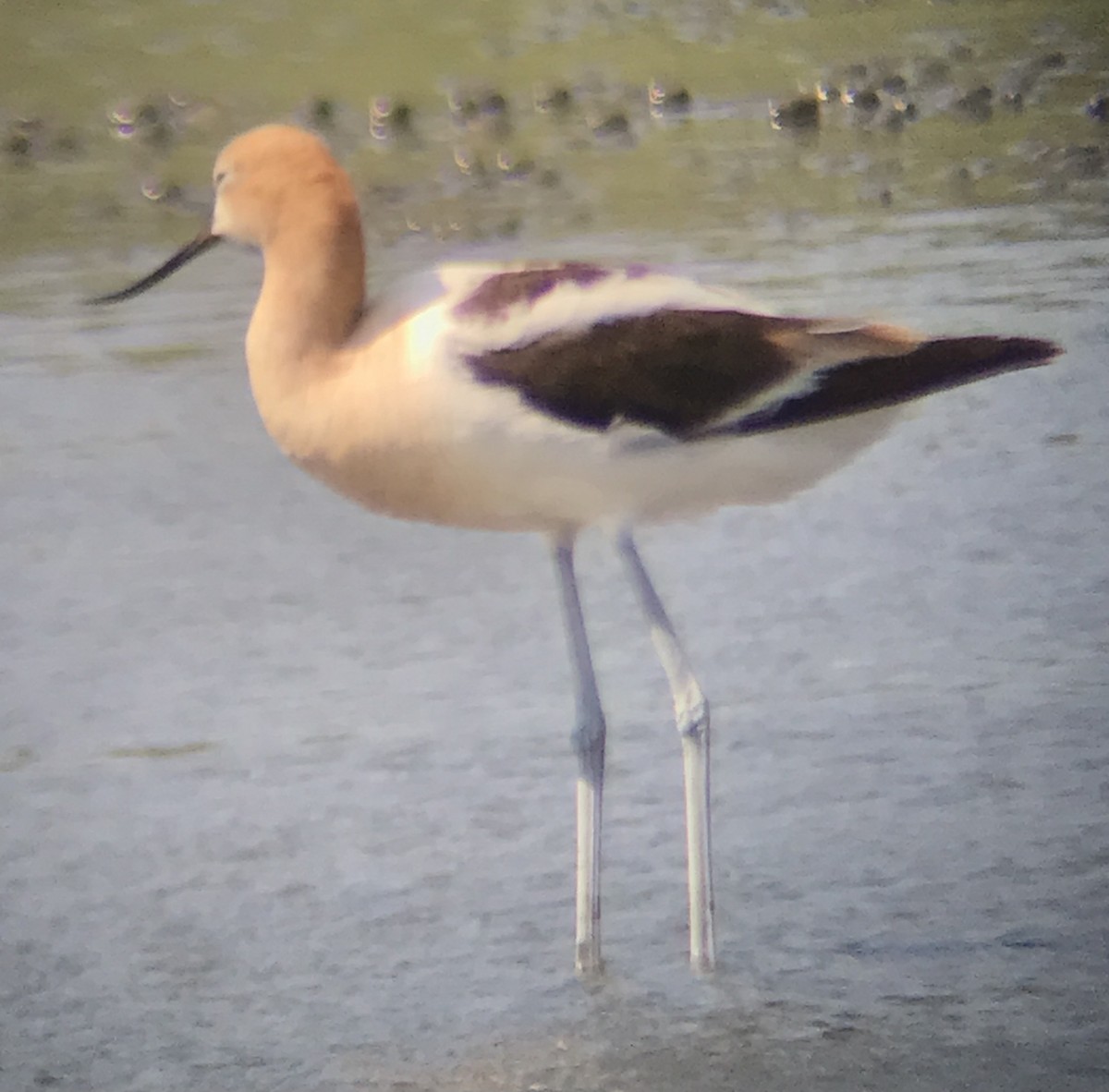 American Avocet - ML470145451