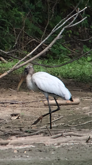 Wood Stork - ML470145481