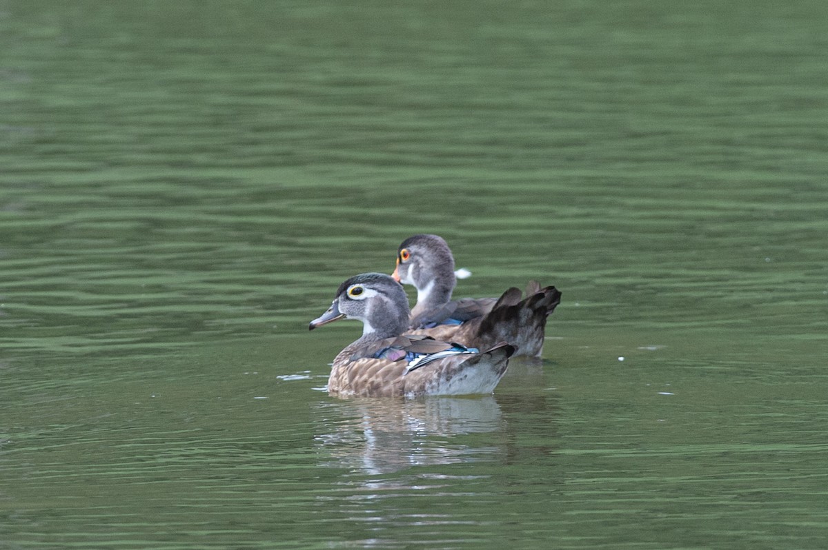 Wood Duck - ML470145641