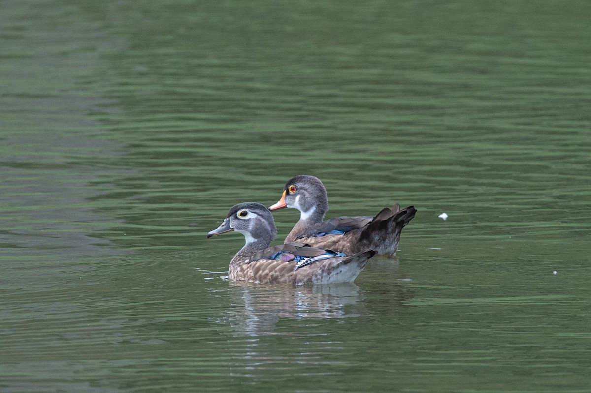 Wood Duck - ML470145651