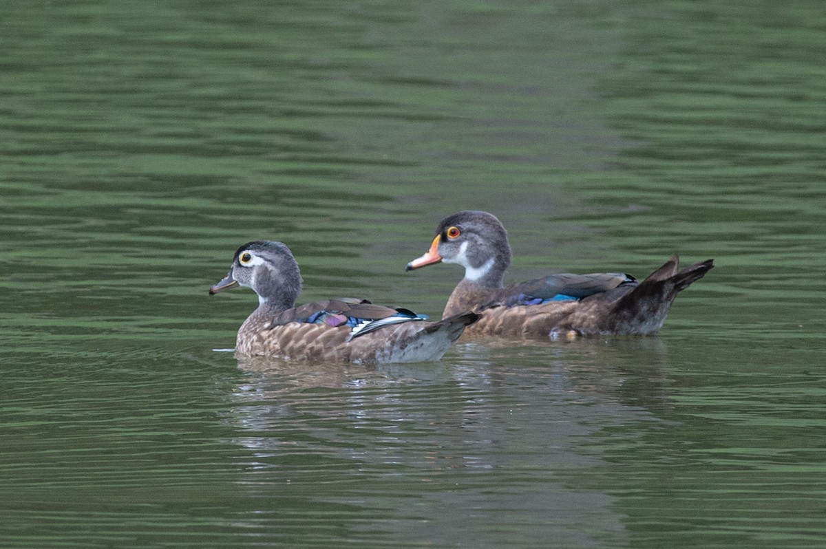 Wood Duck - ML470145661