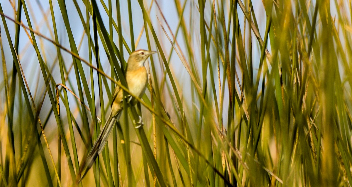 Chotoy Spinetail - ML470145671