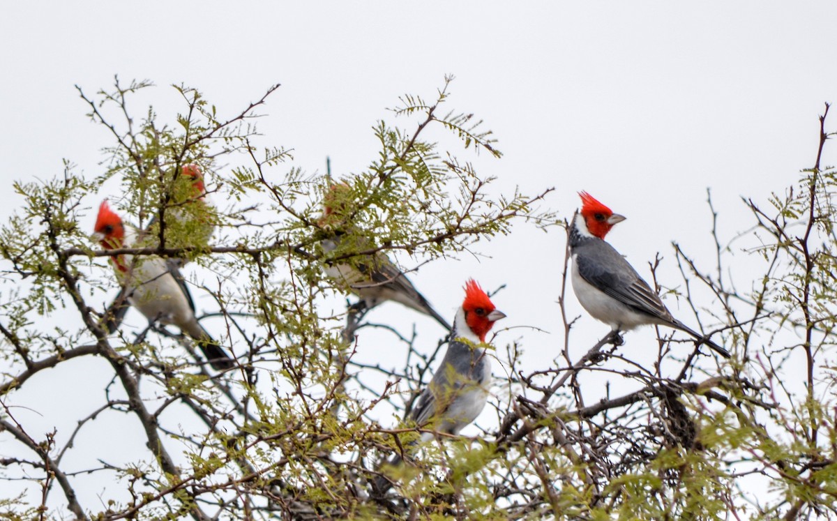 Red-crested Cardinal - ML470146081