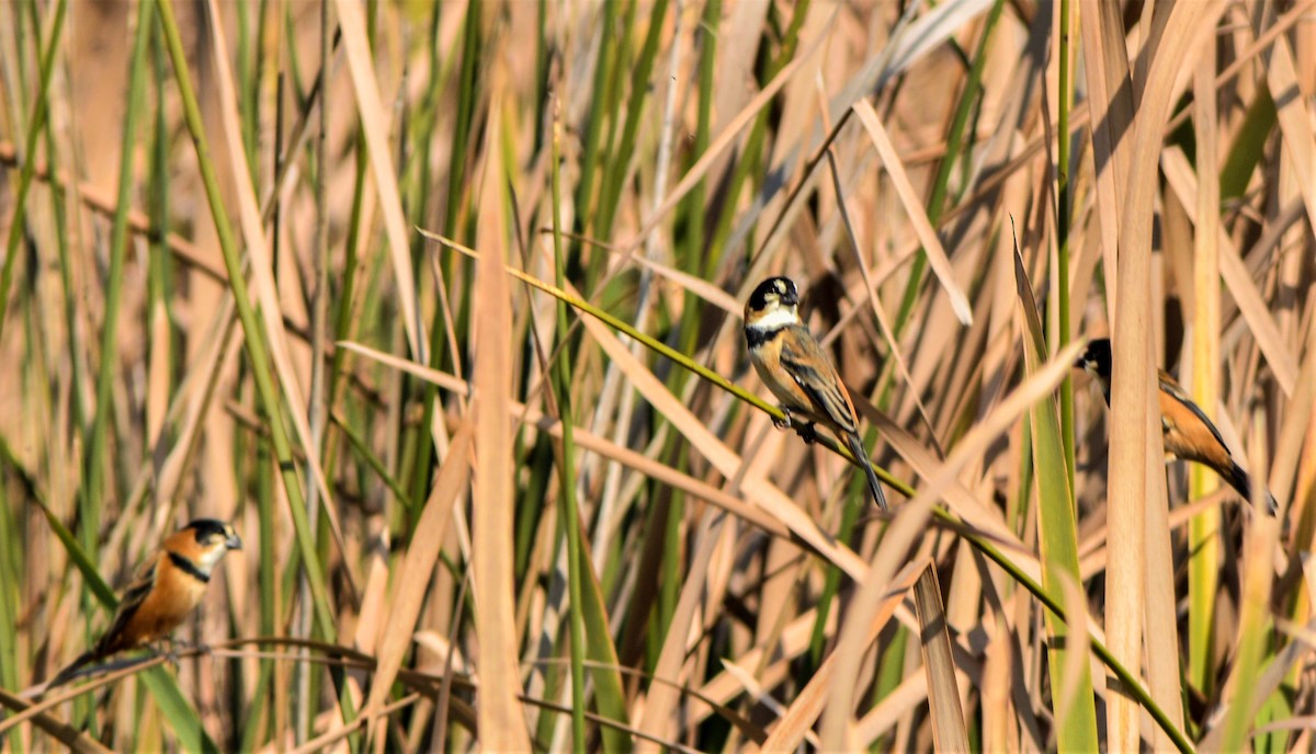Rusty-collared Seedeater - ML470146251