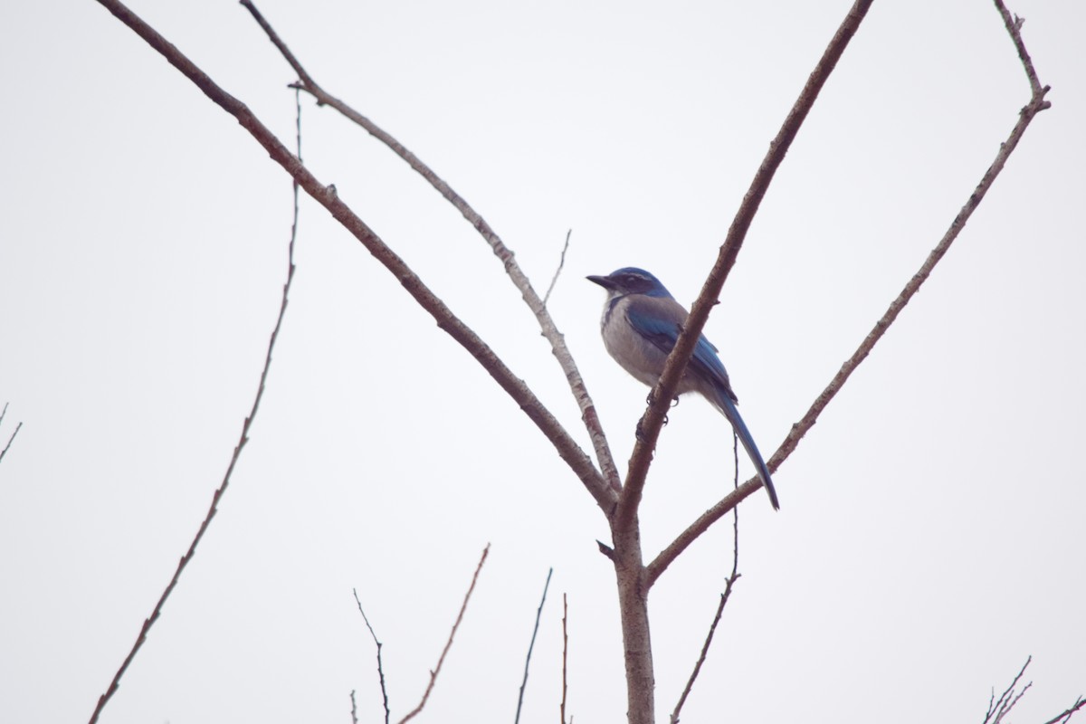 California Scrub-Jay - ML47014651