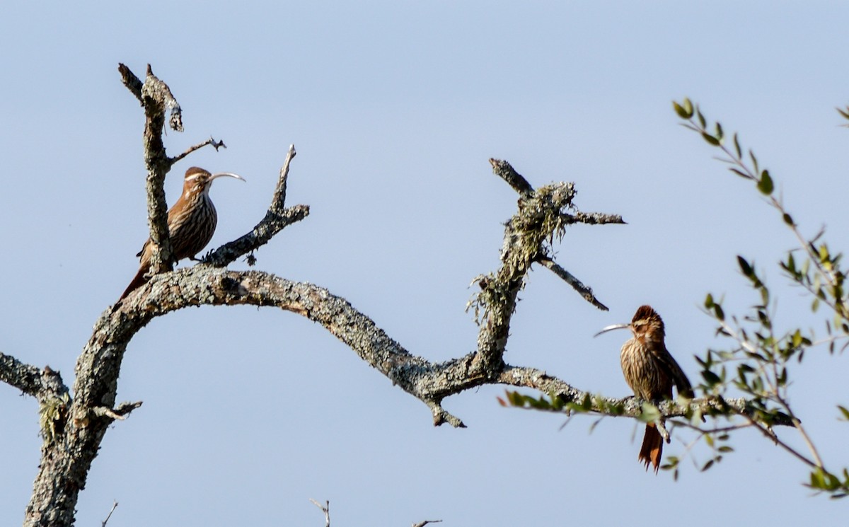 Scimitar-billed Woodcreeper - ML470150431