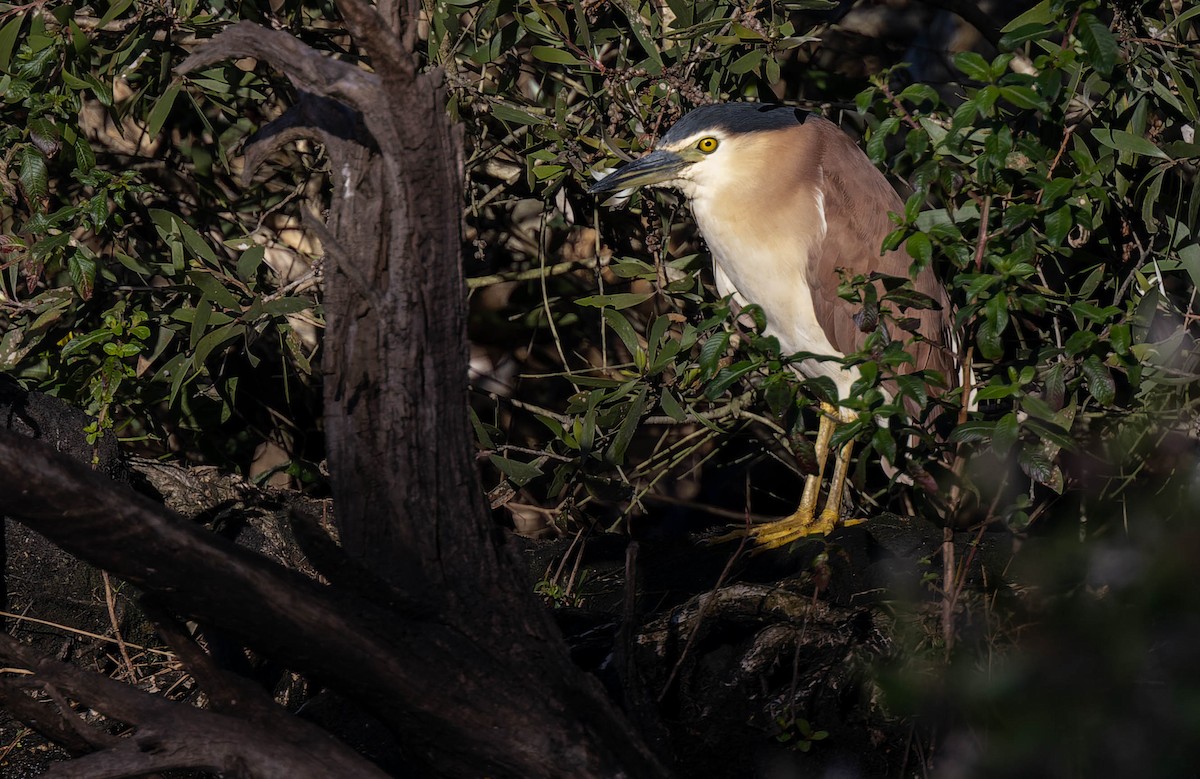 Nankeen Night Heron - ML470150701