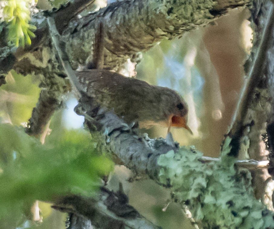 Winter Wren - Anne Tucker
