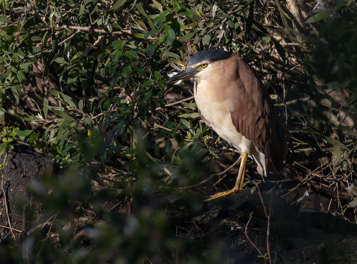 Nankeen Night Heron - ML470150761