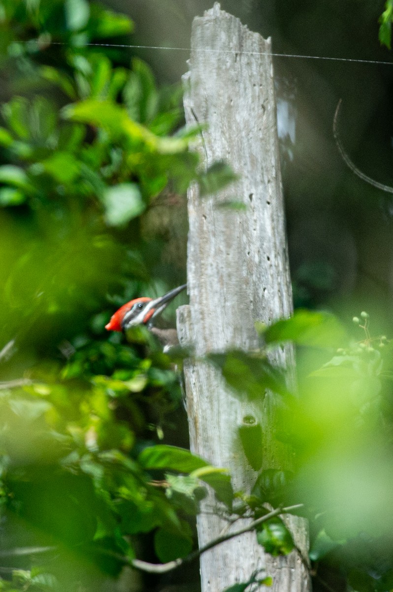 Pileated Woodpecker - ML470152551