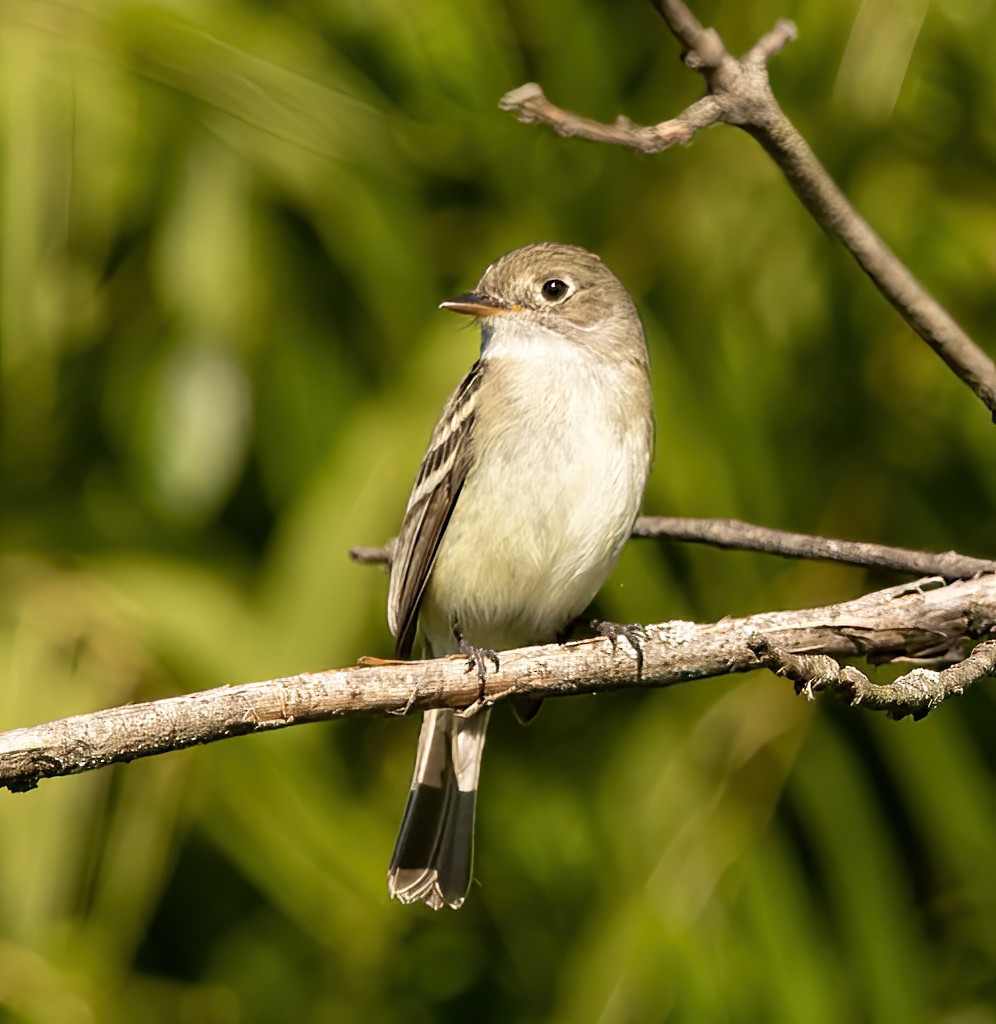 Willow Flycatcher - ML470152781