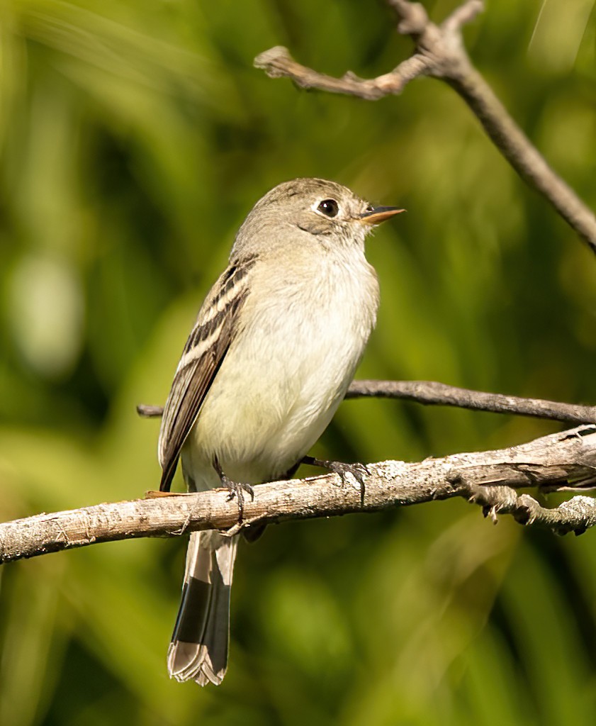 Willow Flycatcher - ML470152791