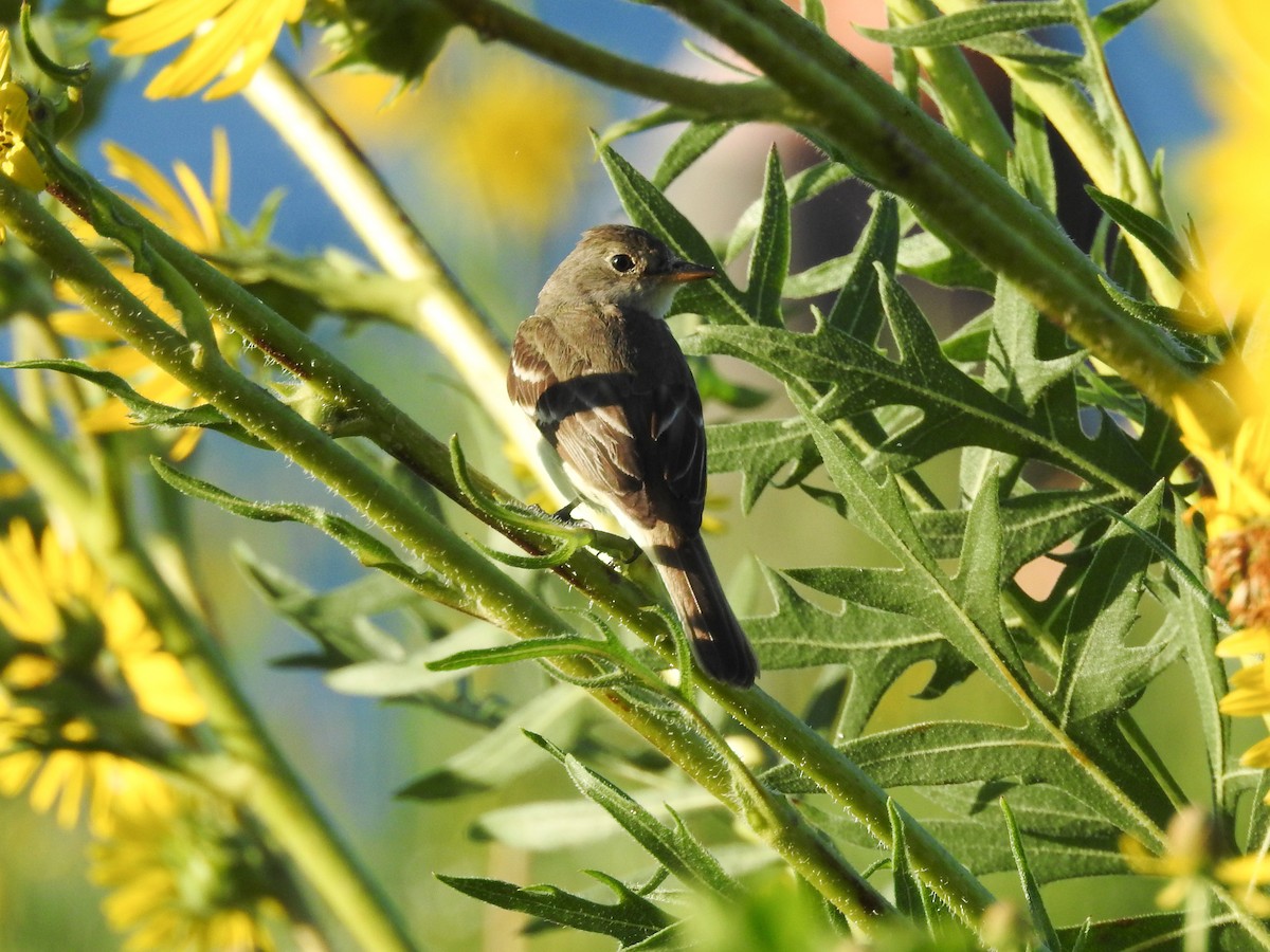 Willow Flycatcher - ML470153181