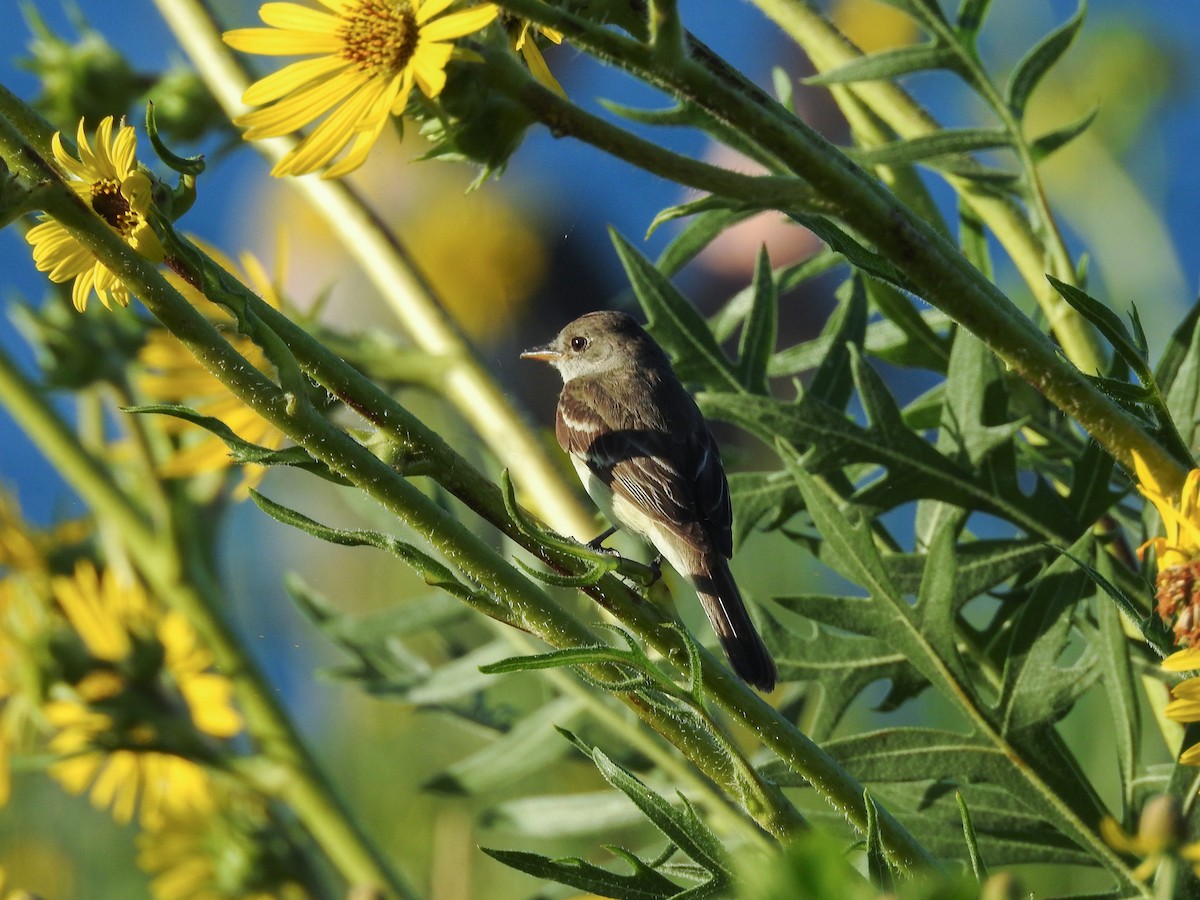 Willow Flycatcher - ML470153191