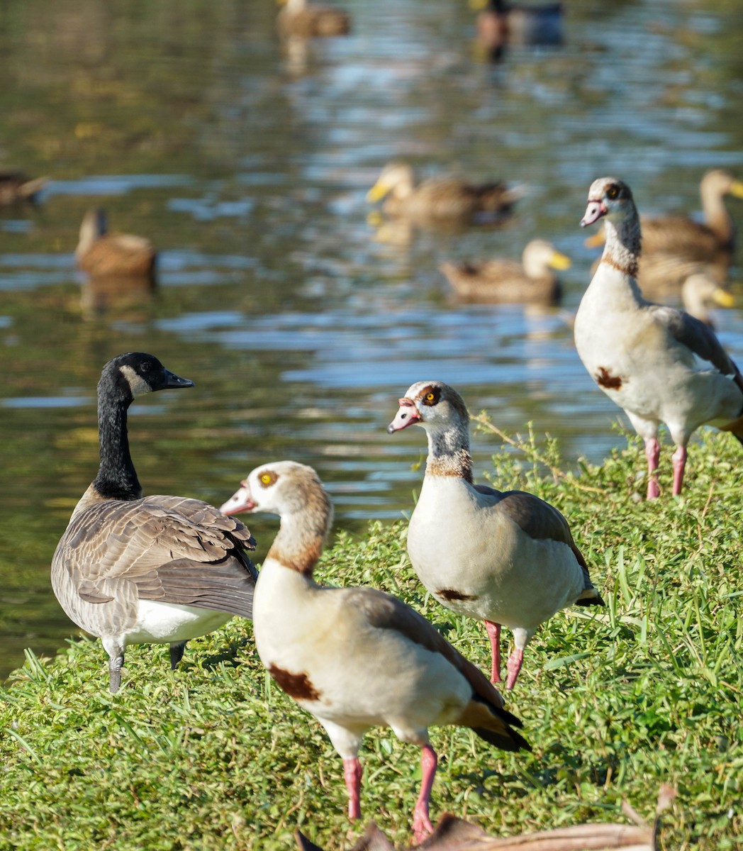 Egyptian Goose - ML47015481