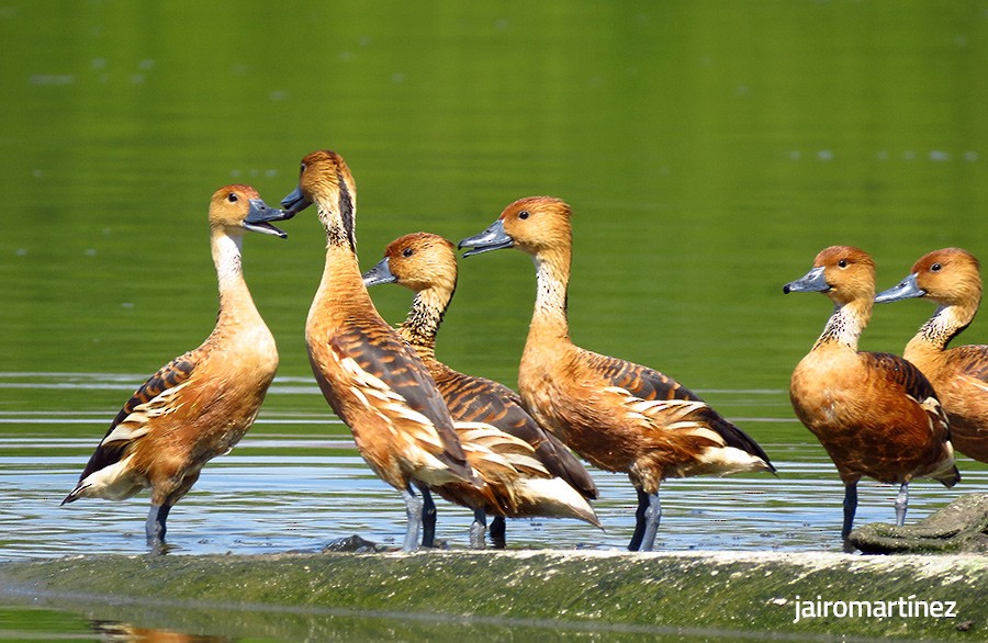 Fulvous Whistling-Duck - ML47015491