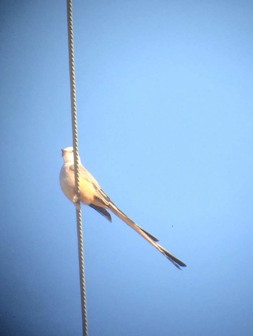 Scissor-tailed Flycatcher - ML47015581