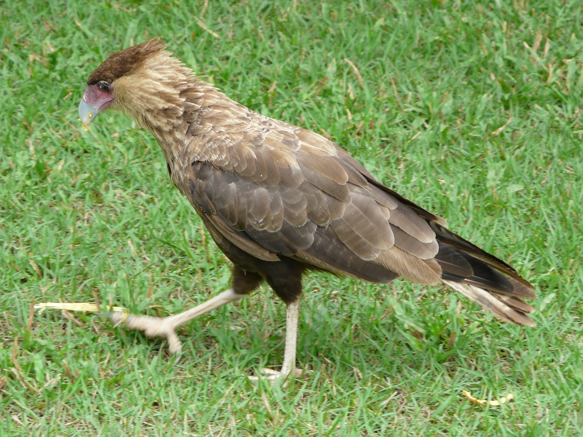Crested Caracara (Southern) - Bill Crins