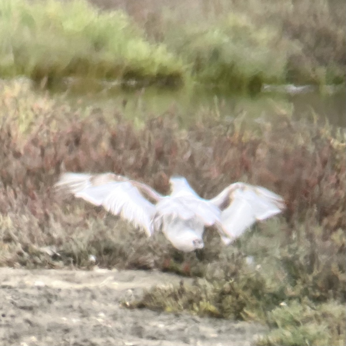 Little Gull - ML470156051