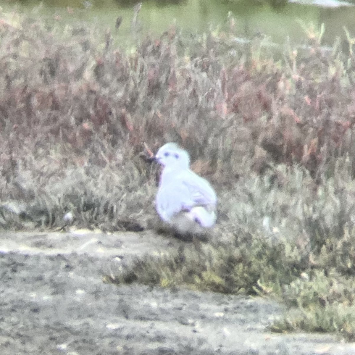 Little Gull - ML470156071