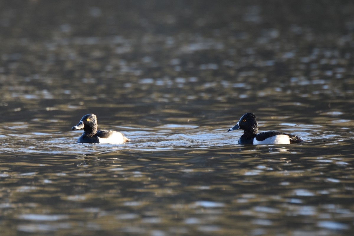 Ring-necked Duck - Max Wilson