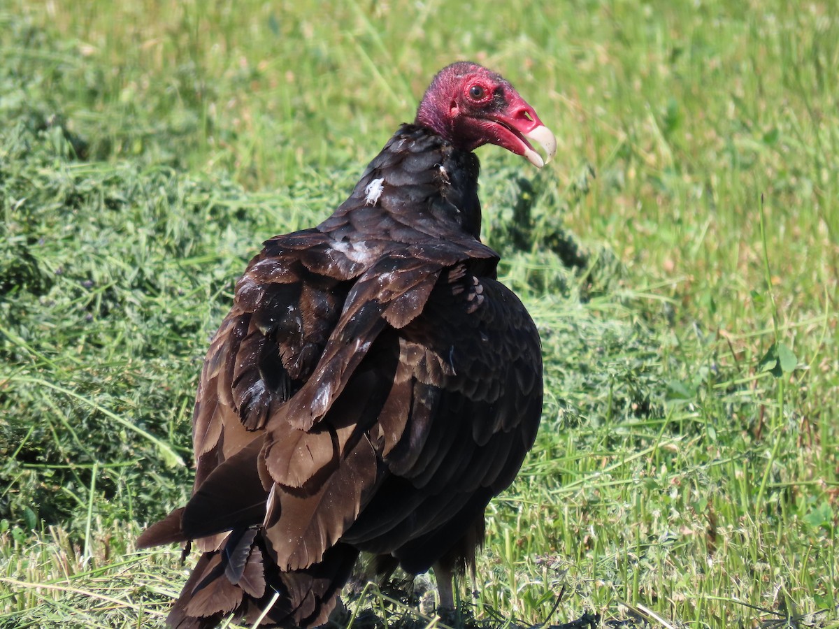 Turkey Vulture - ML470160371