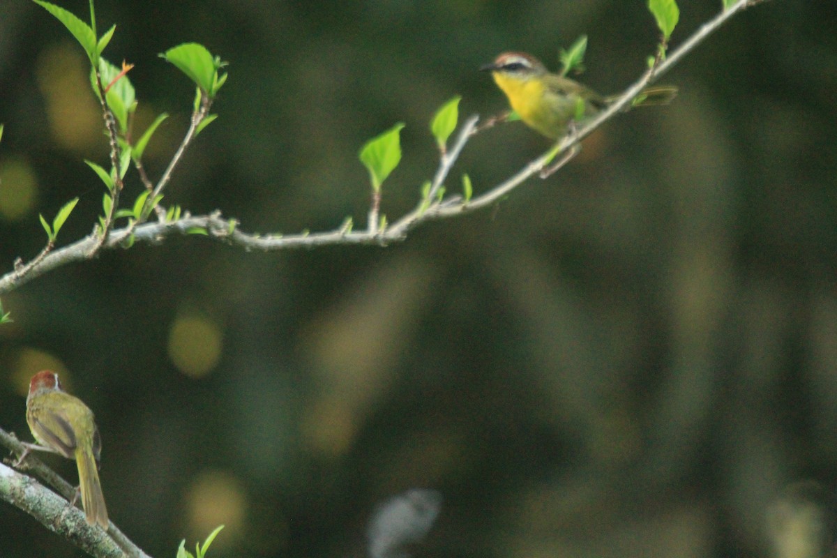 Rufous-capped Warbler - ML470161061