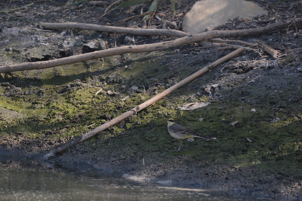 Eastern Yellow Wagtail (Green-headed) - ML470161131