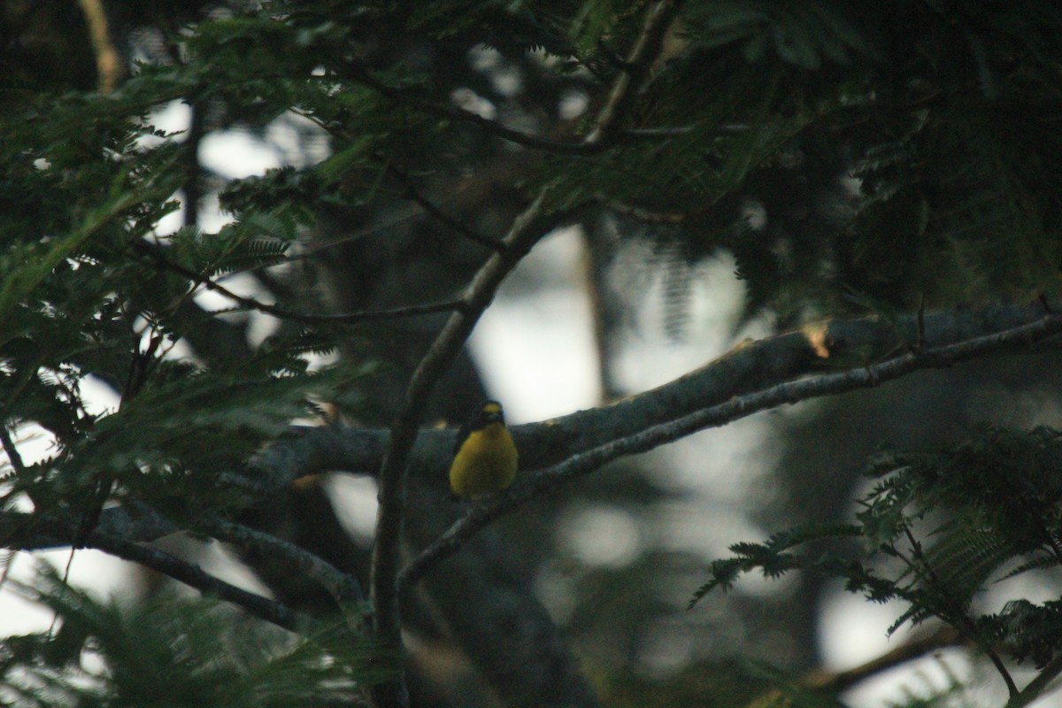 Yellow-throated Euphonia - ML470161171