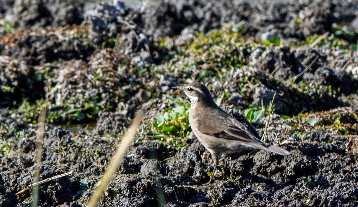 Buff-winged Cinclodes - ML470161391