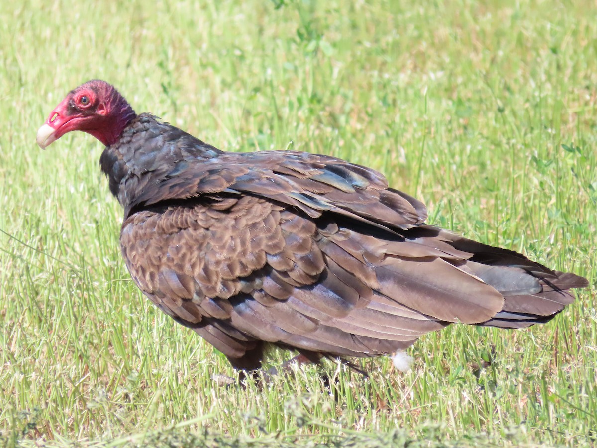 Turkey Vulture - ML470161401