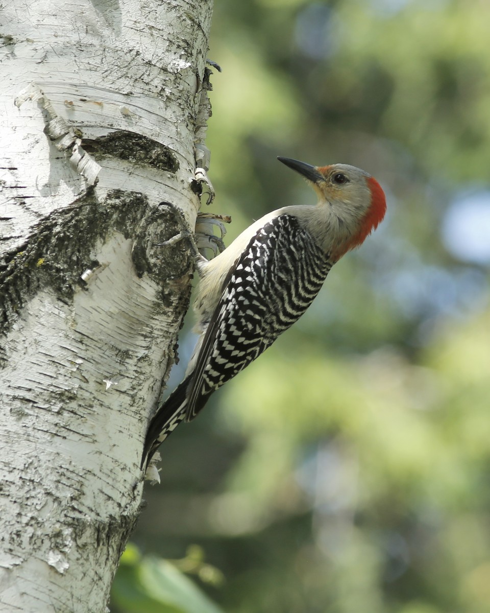 Red-bellied Woodpecker - Rick Lauzon