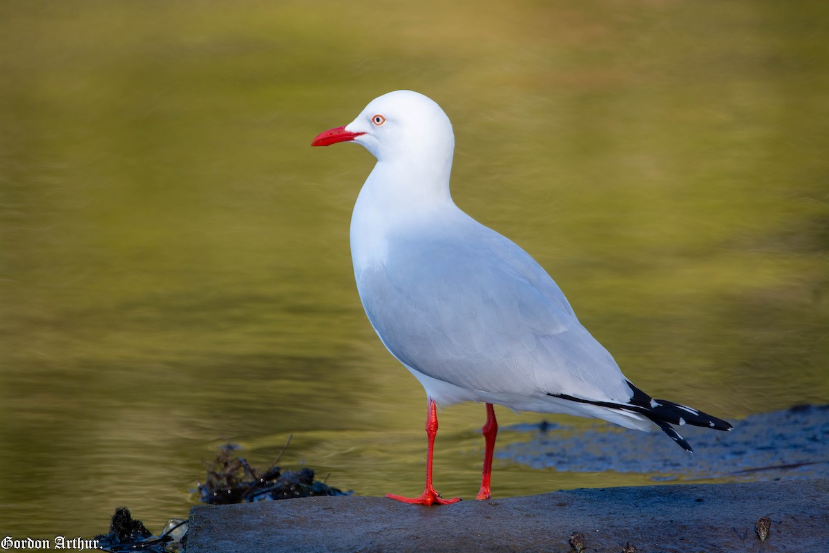 Silver Gull - ML470163461