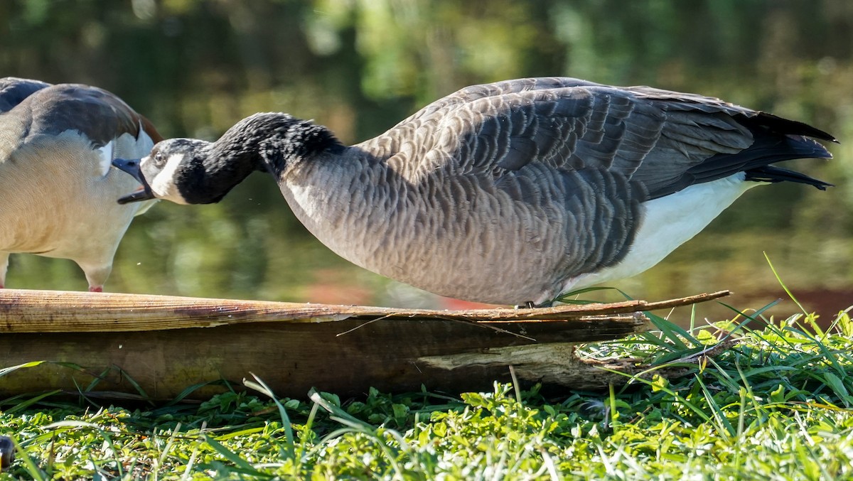 Canada Goose - ML47016431