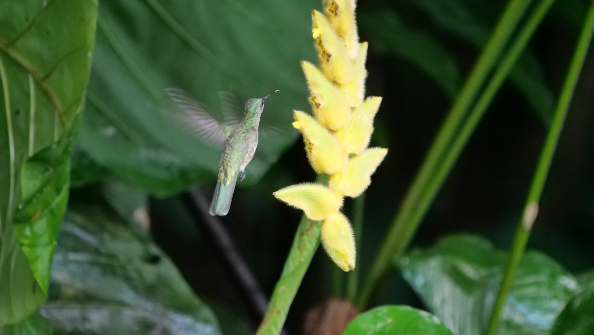 kolibřík skvrnitoprsý - ML470164971