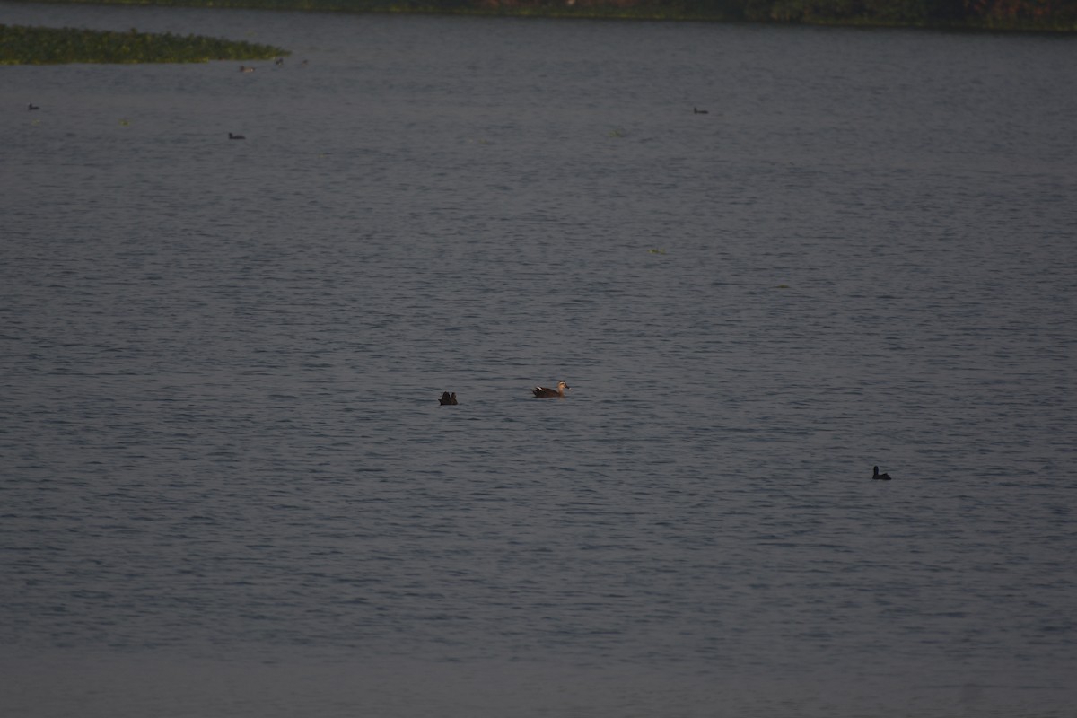 Eastern Spot-billed Duck - ML470166231