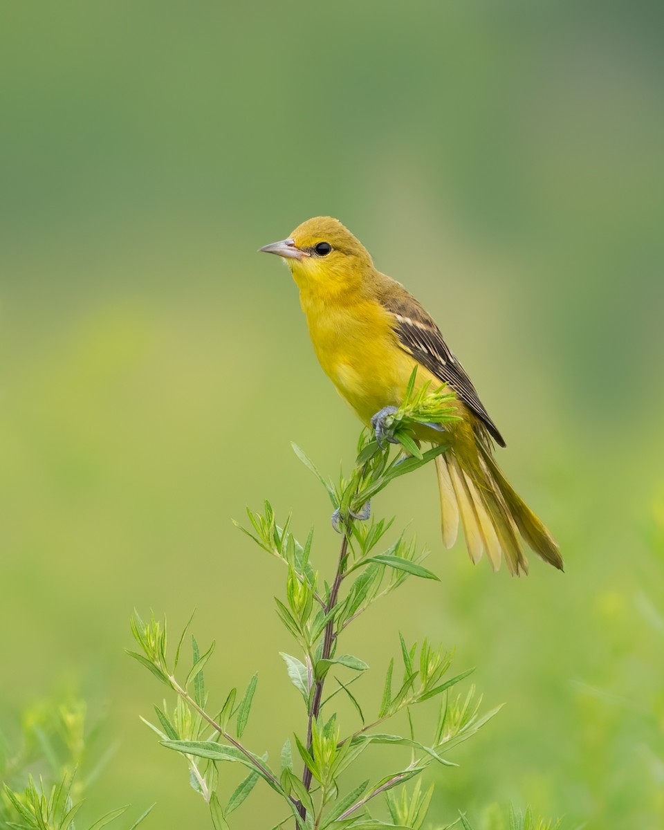 Orchard Oriole - ML470166501