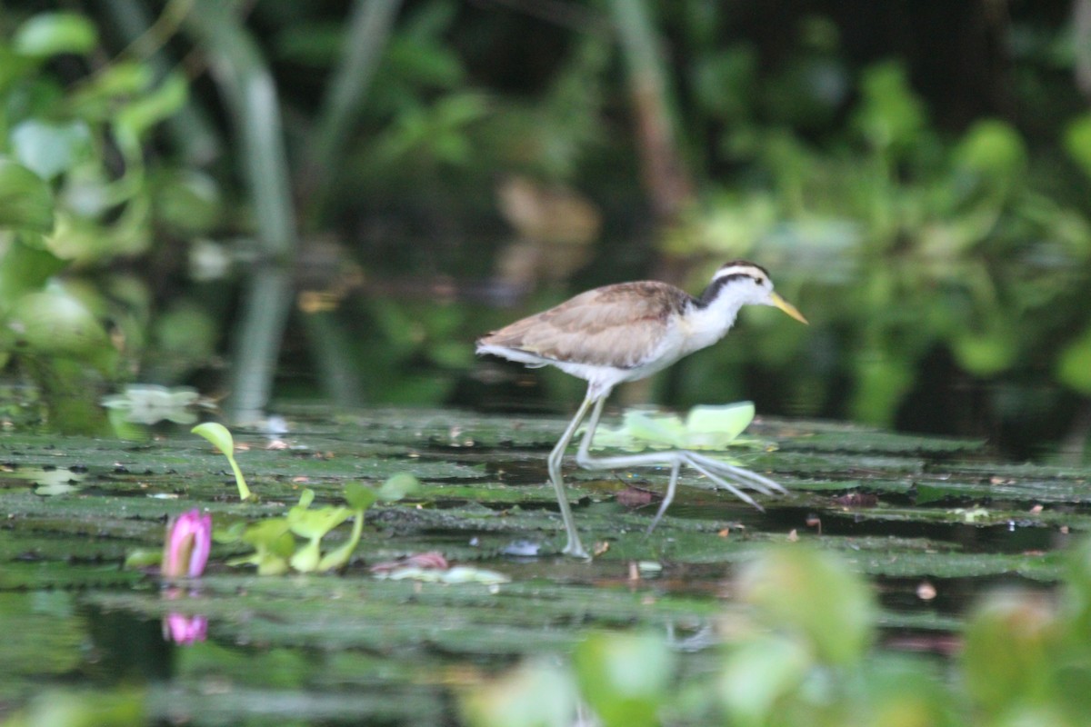 Jacana du Mexique - ML470167131