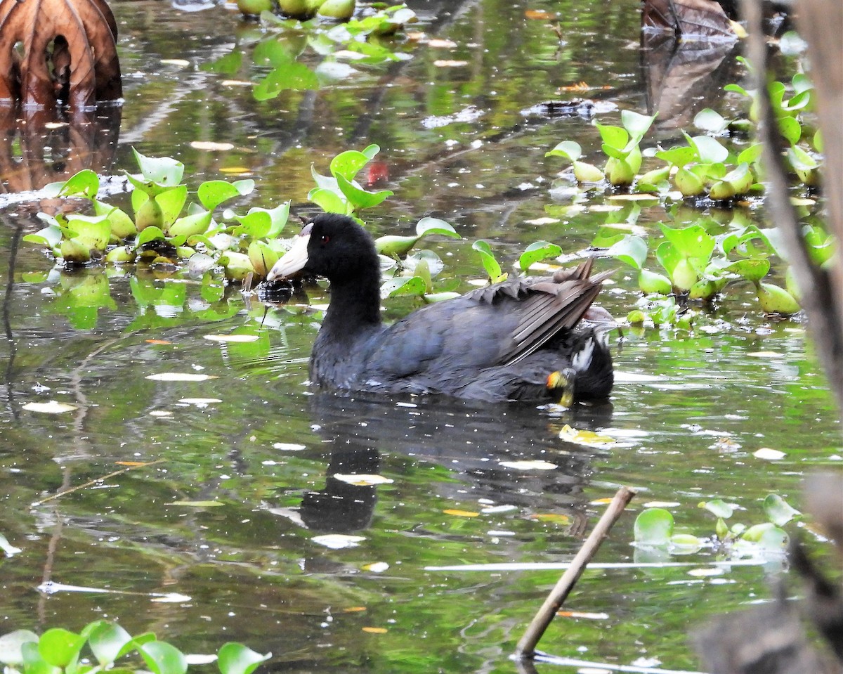 American Coot - Albeiro Erazo Farfán