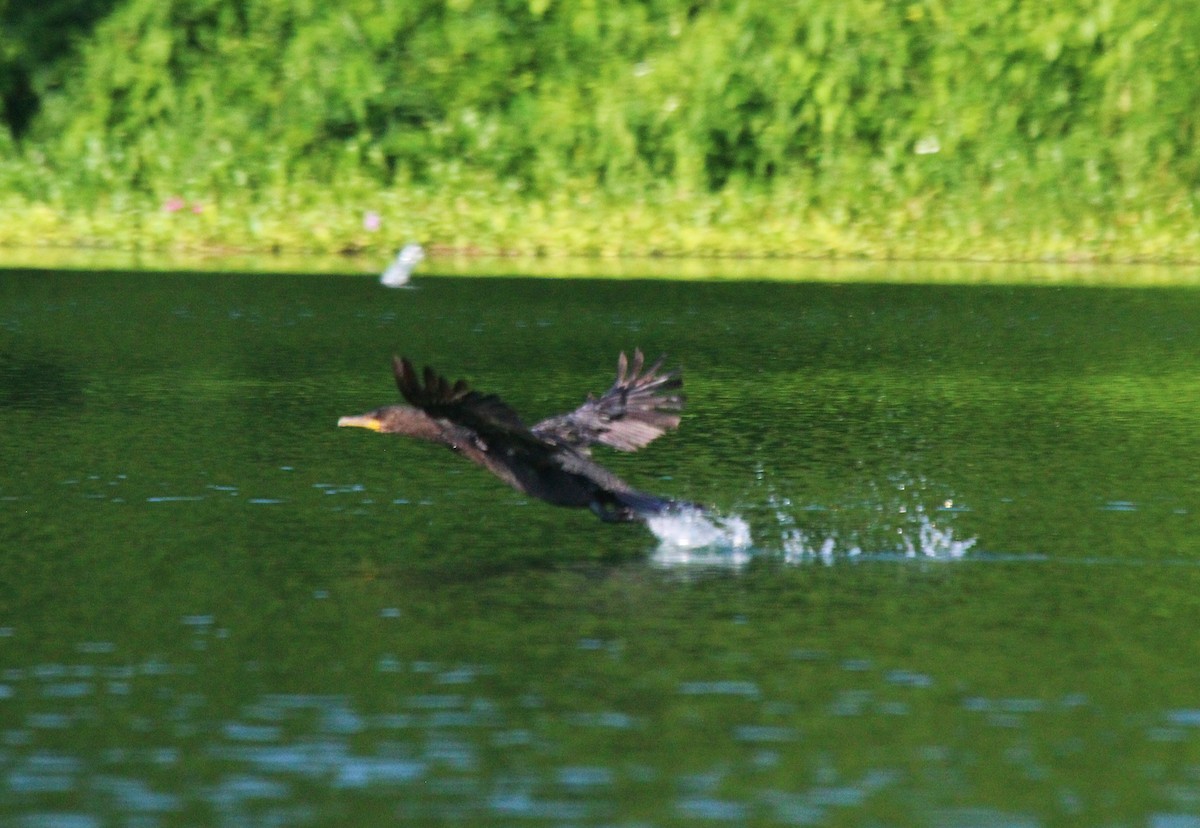 Neotropic Cormorant - César Lezama García