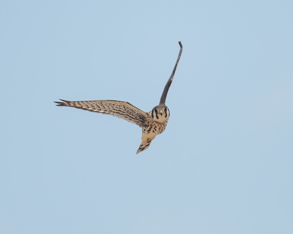 American Kestrel - ML470168911