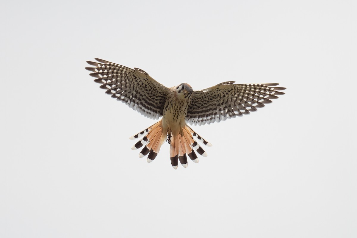 American Kestrel - ML470168921