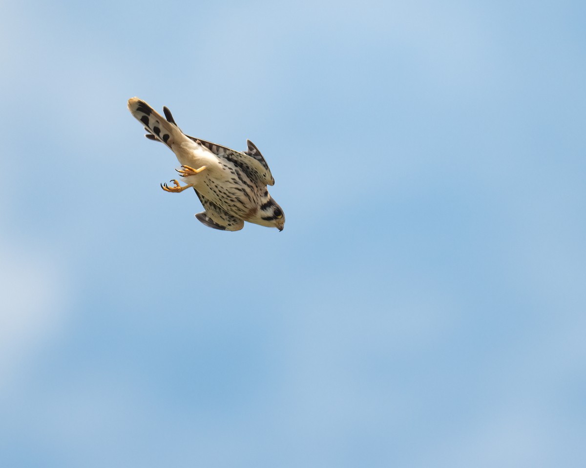 American Kestrel - ML470168931