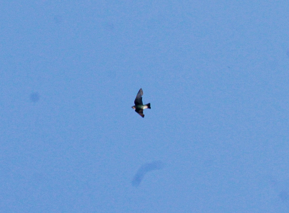 Gray-breasted Martin - César Lezama García